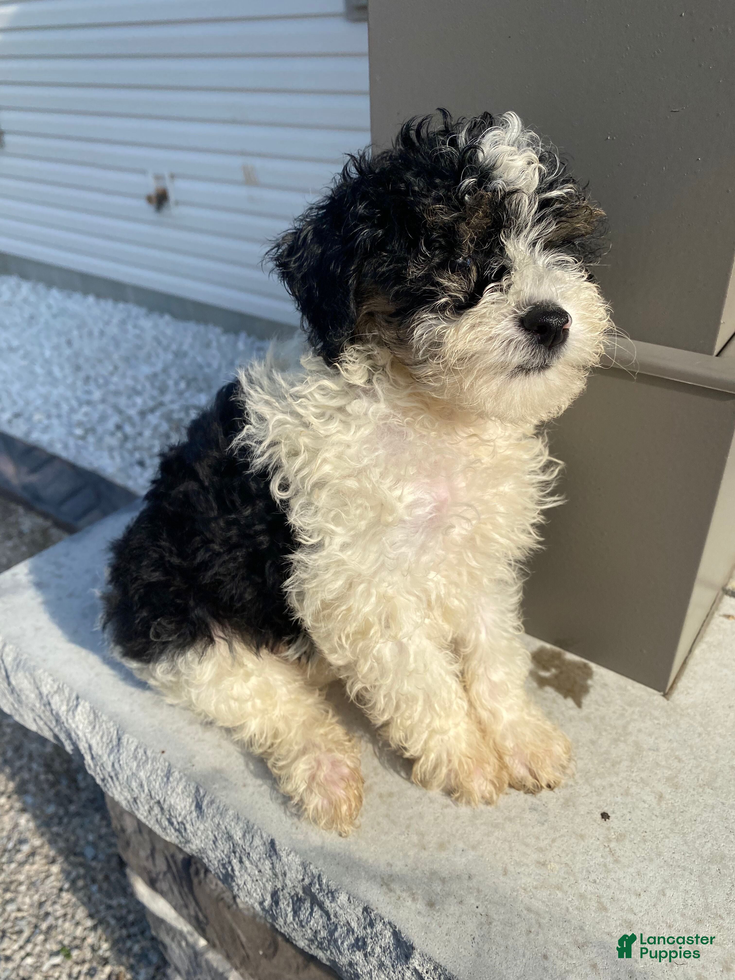 Miniature Poodle dogs Leo - Ad 1