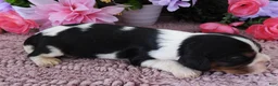 Cavalier King Charles Spaniel dogs for sale: #1 Male (Lulu's) - Ad 3