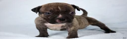 American Bully dogs for sale: Black Brindle Male - Ad 3