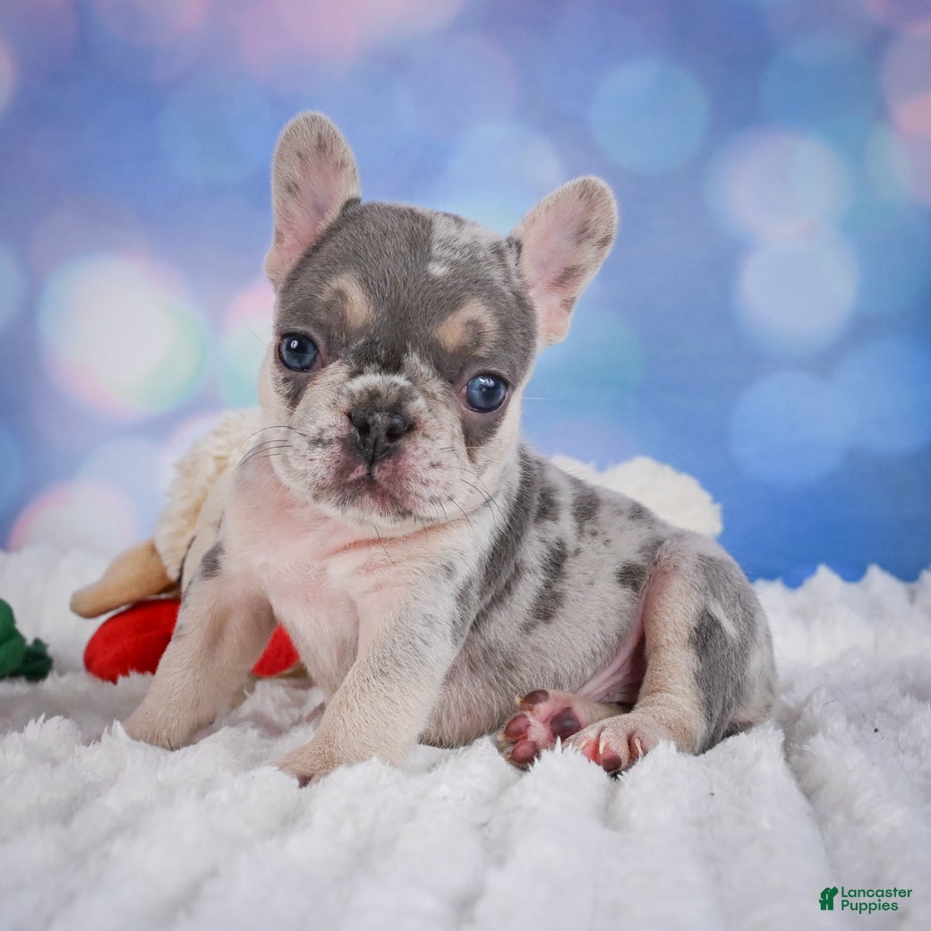 French Bulldog dogs for sale: Rose - Ad 8