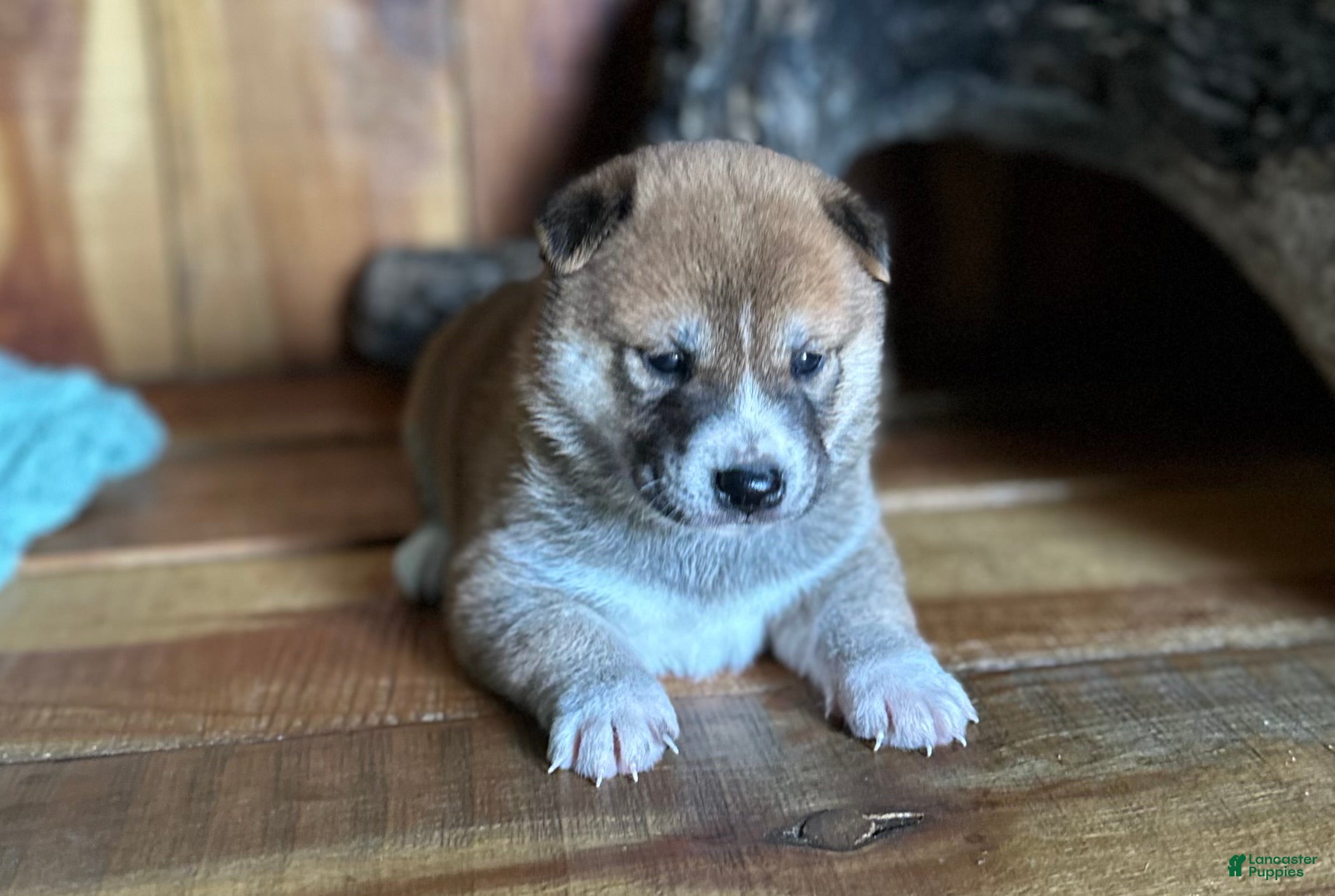 Shiba Inu dogs Shiba Inu Puppy 4 - Ad 2