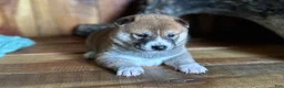 Shiba Inu dogs for sale: Shiba Inu Puppy 4 - Ad 1