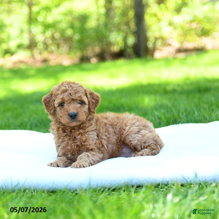 Mini Goldendoodle dogs Precious - Ad 2