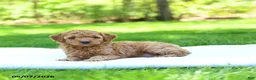 Mini Goldendoodle dogs for sale: Precious - Ad 2