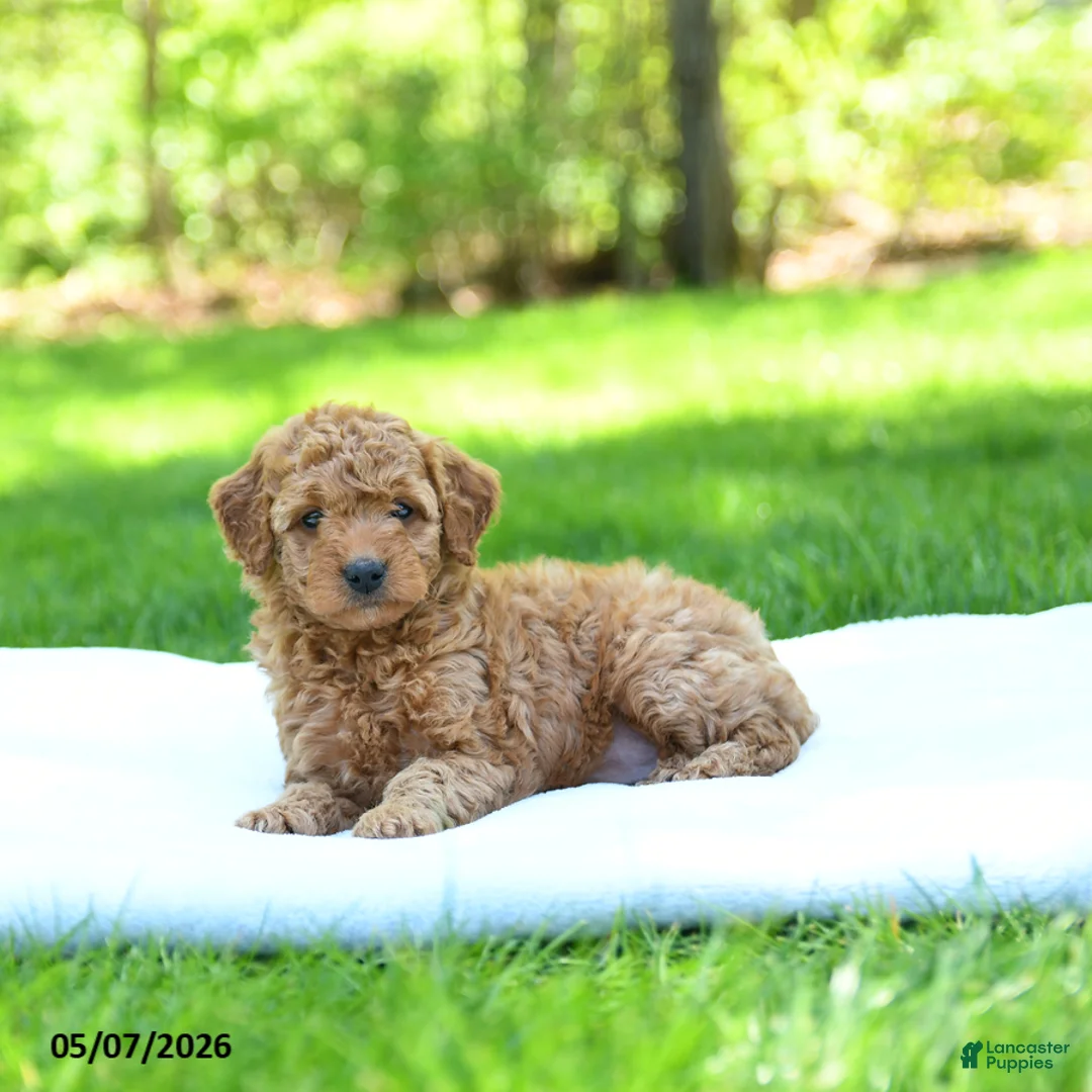 Mini Goldendoodle dogs for sale: Precious - Ad 2
