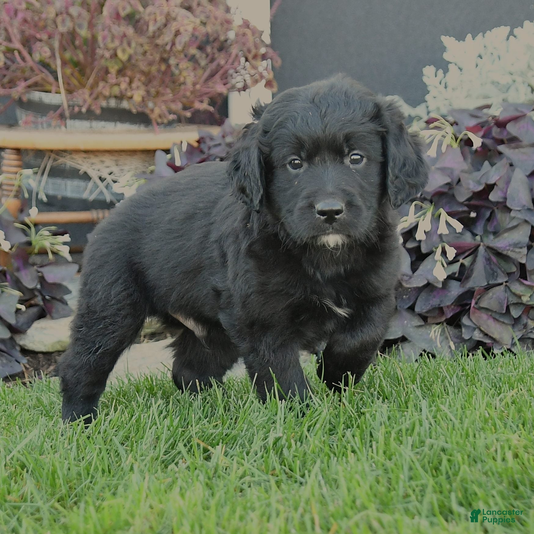 Mixed Breed dogs Chance - Ad 2