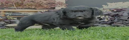 Mixed Breed dogs for sale: Chance - Ad 2