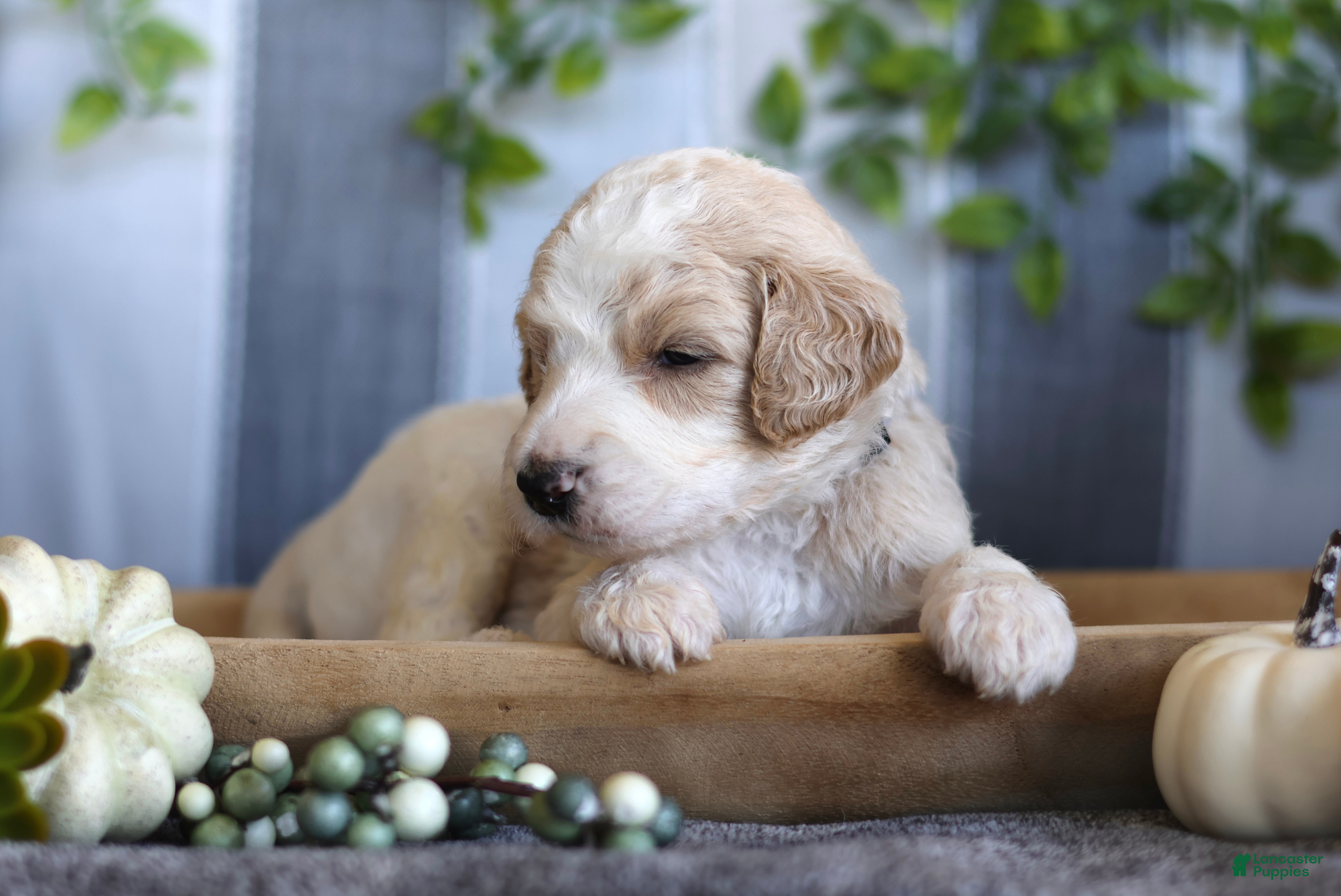 Goldendoodle dogs for sale: Lucky - Ad 2