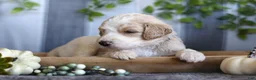 Goldendoodle dogs for sale: Lucky - Ad 1