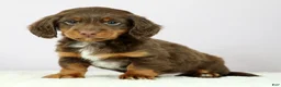 Miniature Dachshund dogs for sale: Lennon - Ad 8