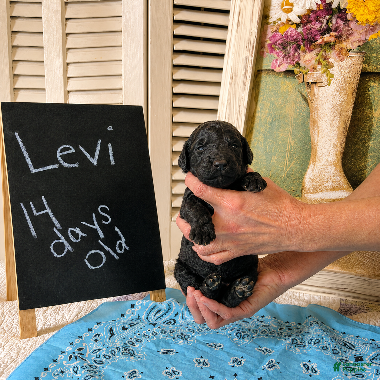 Standard Poodle dogs Levi - Ad 2