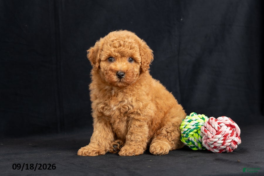 Mini Goldendoodle dogs Donna - Ad 1