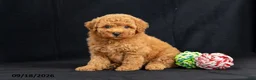 Mini Goldendoodle dogs for sale: Donna - Ad 1
