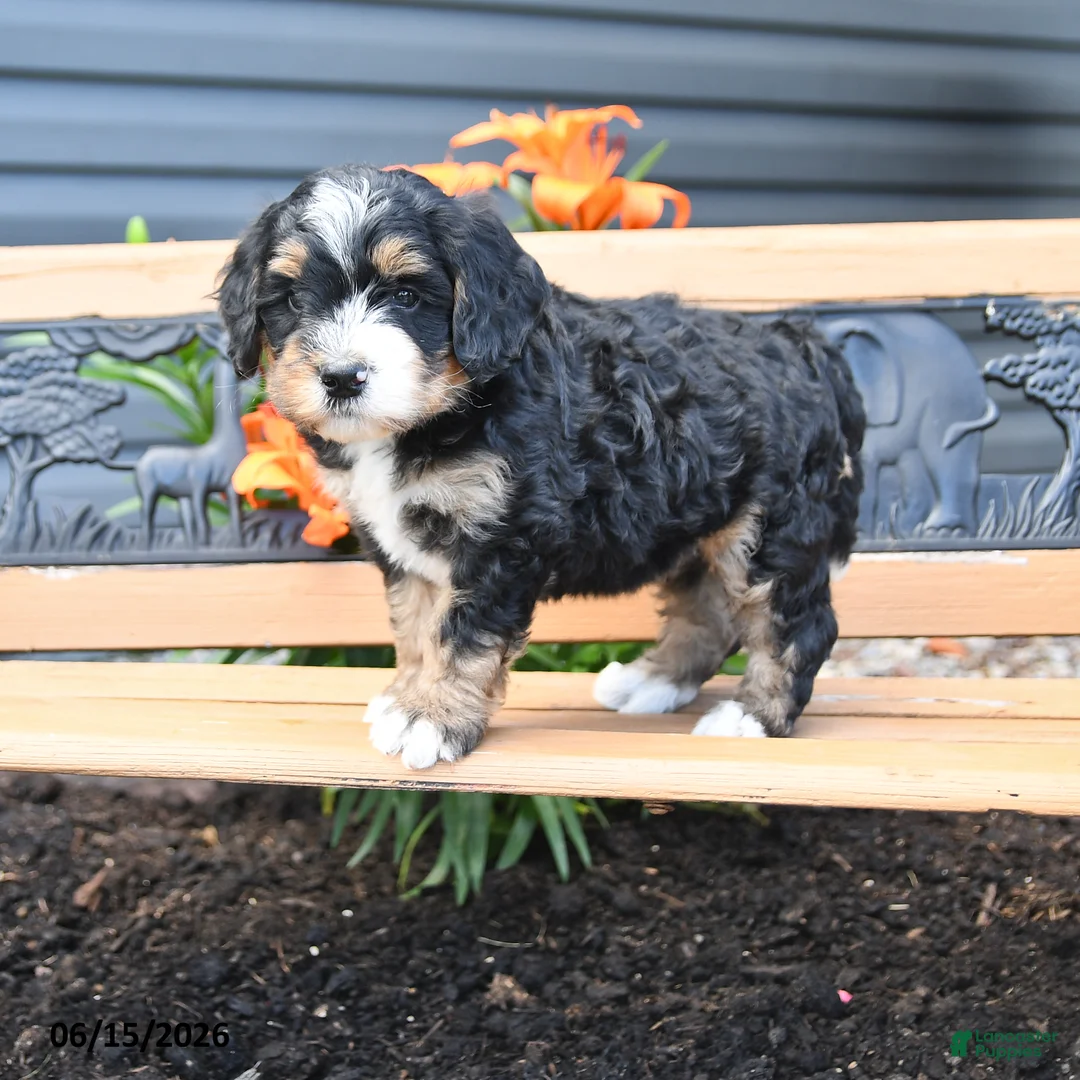 Bernedoodle dogs for sale: Mya - Ad 1
