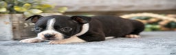 Boston Terrier dogs for sale: Fuchsia - Ad 3