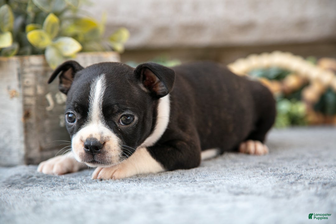 Boston Terrier dogs for sale: Fuchsia - Ad 3