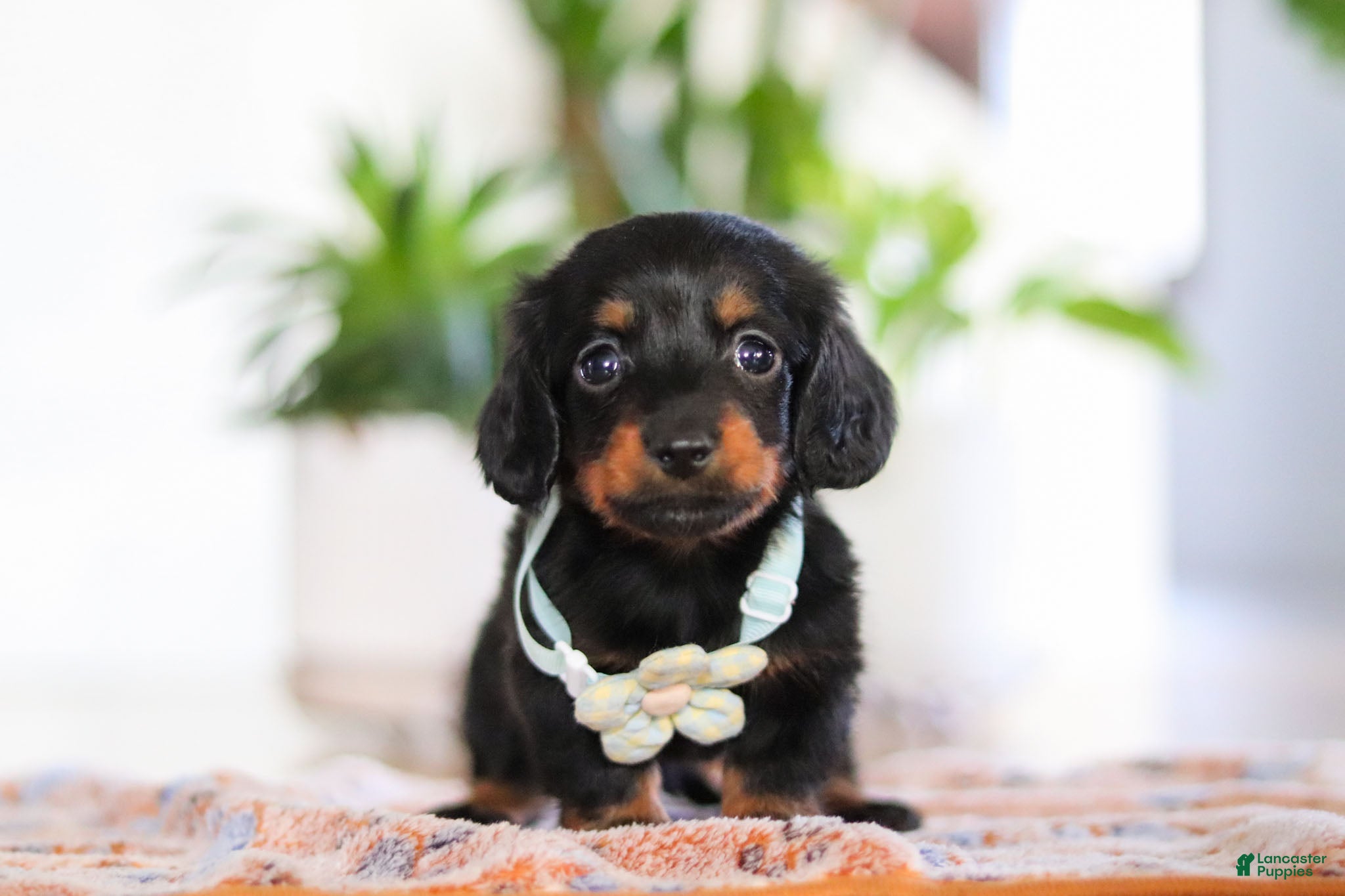 Miniature Dachshund dogs Hans - Ad 35