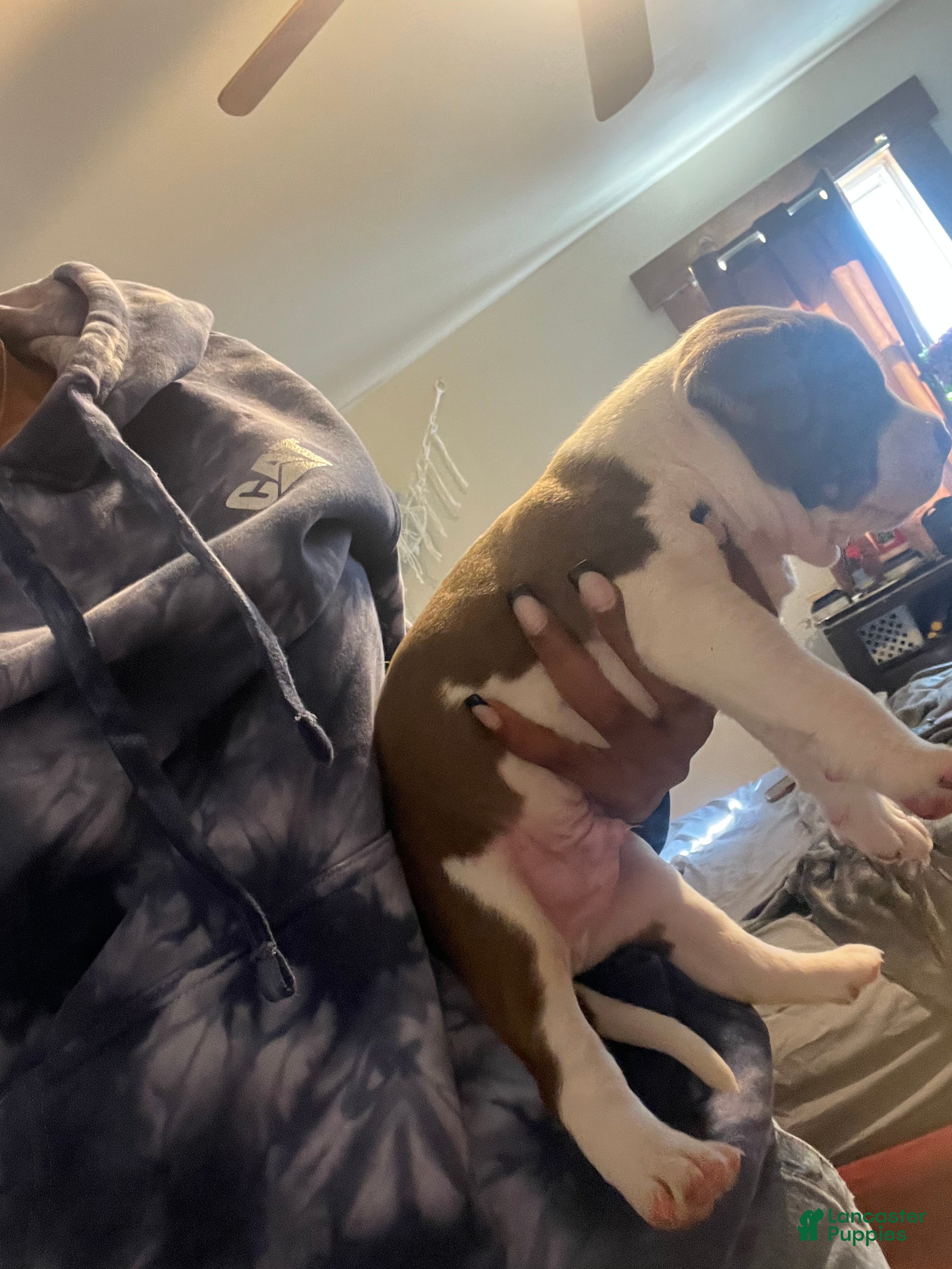 American Bully dogs American Bully Puppy 3 - Ad 2