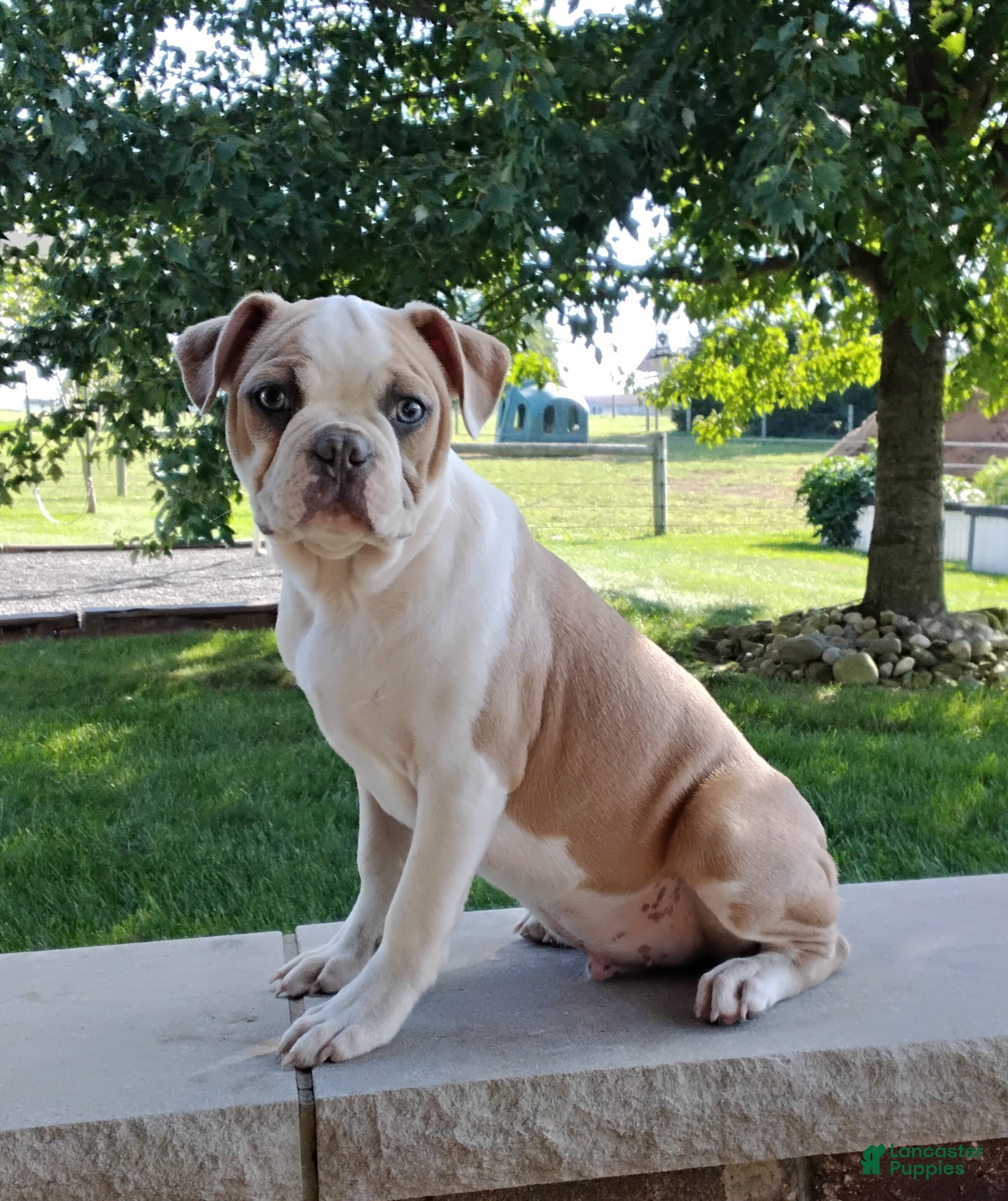 Boston Terrier dogs Leo - Ad 1
