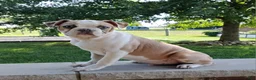 Boston Terrier dogs for sale: Leo - Ad 1