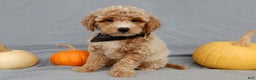 Mini Goldendoodle dogs for sale: Ollie - Ad 7