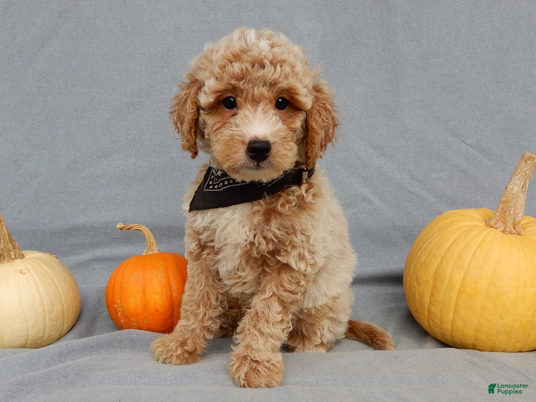 Mini Goldendoodle dogs for sale: Ollie - Ad 7