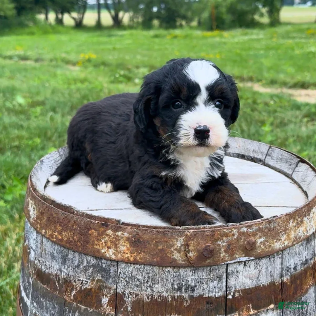 Mini Bernedoodle dogs for sale: Ravioli - Ad 2