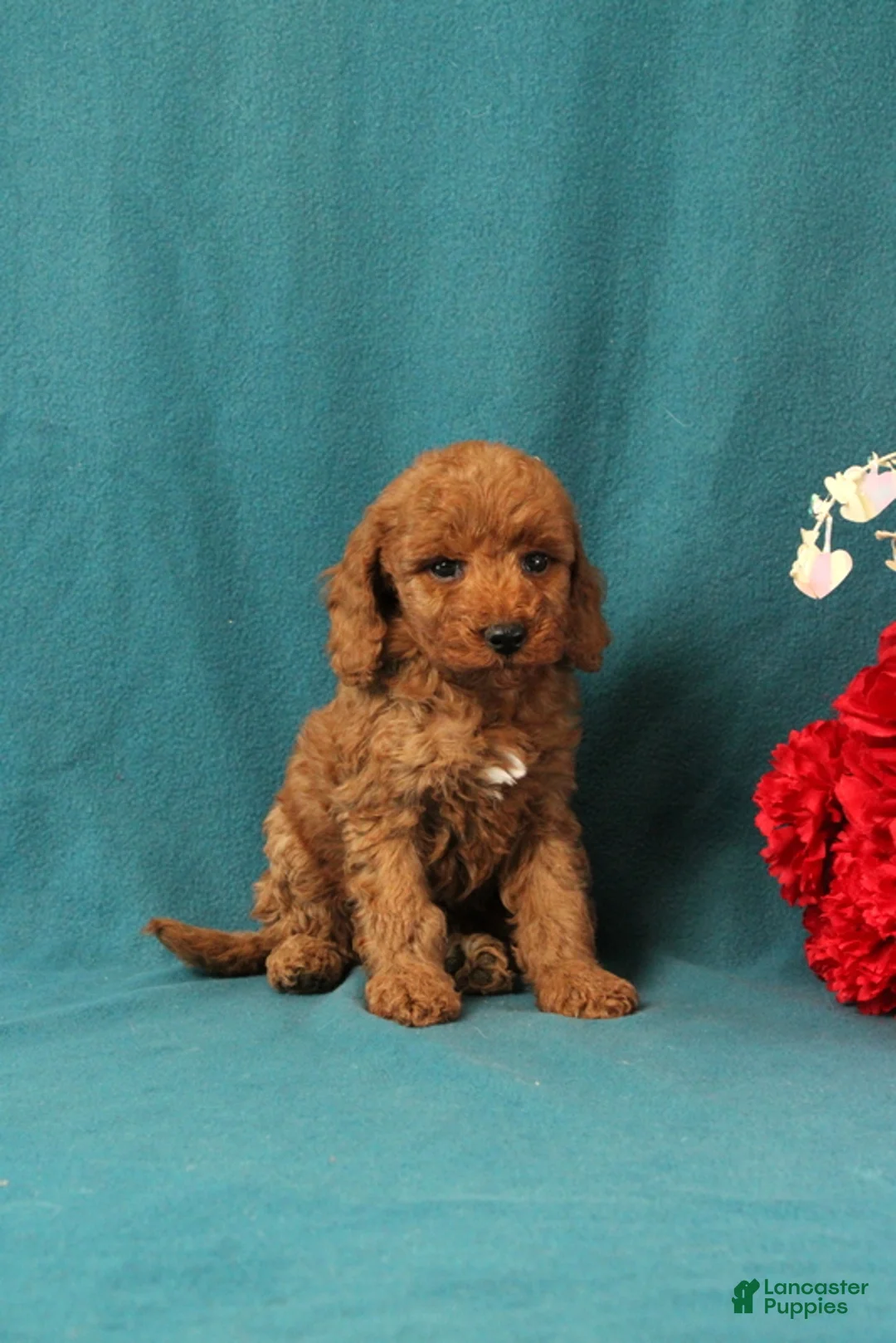 Mini Goldendoodle dogs for sale: Olympia - Ad 1