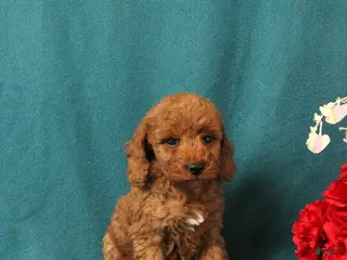 Mini Goldendoodle dogs Olympia - Ad 6