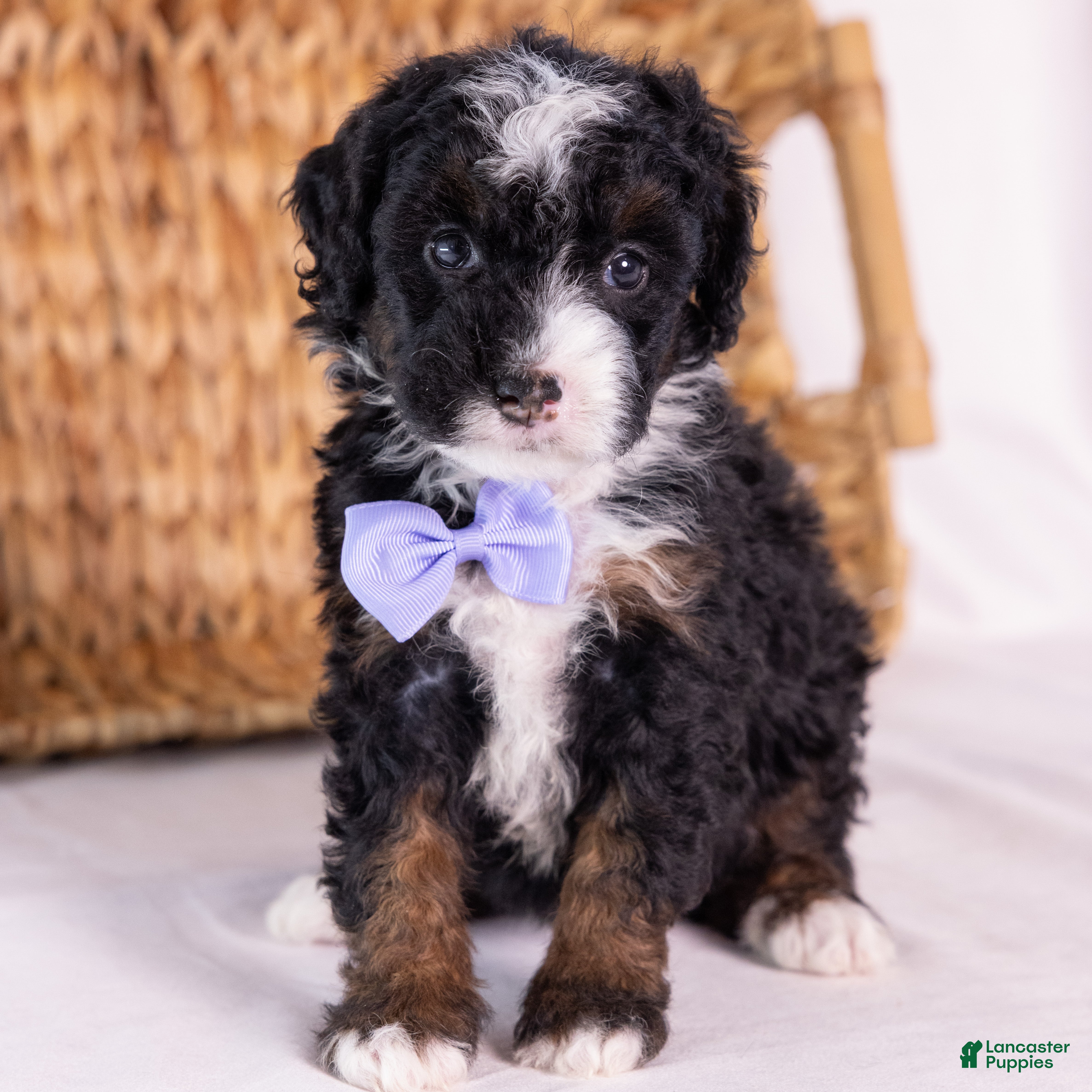 Mini Bernedoodle dogs Kate - Ad 1