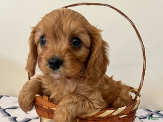 Cavapoo dogs - Ad 1