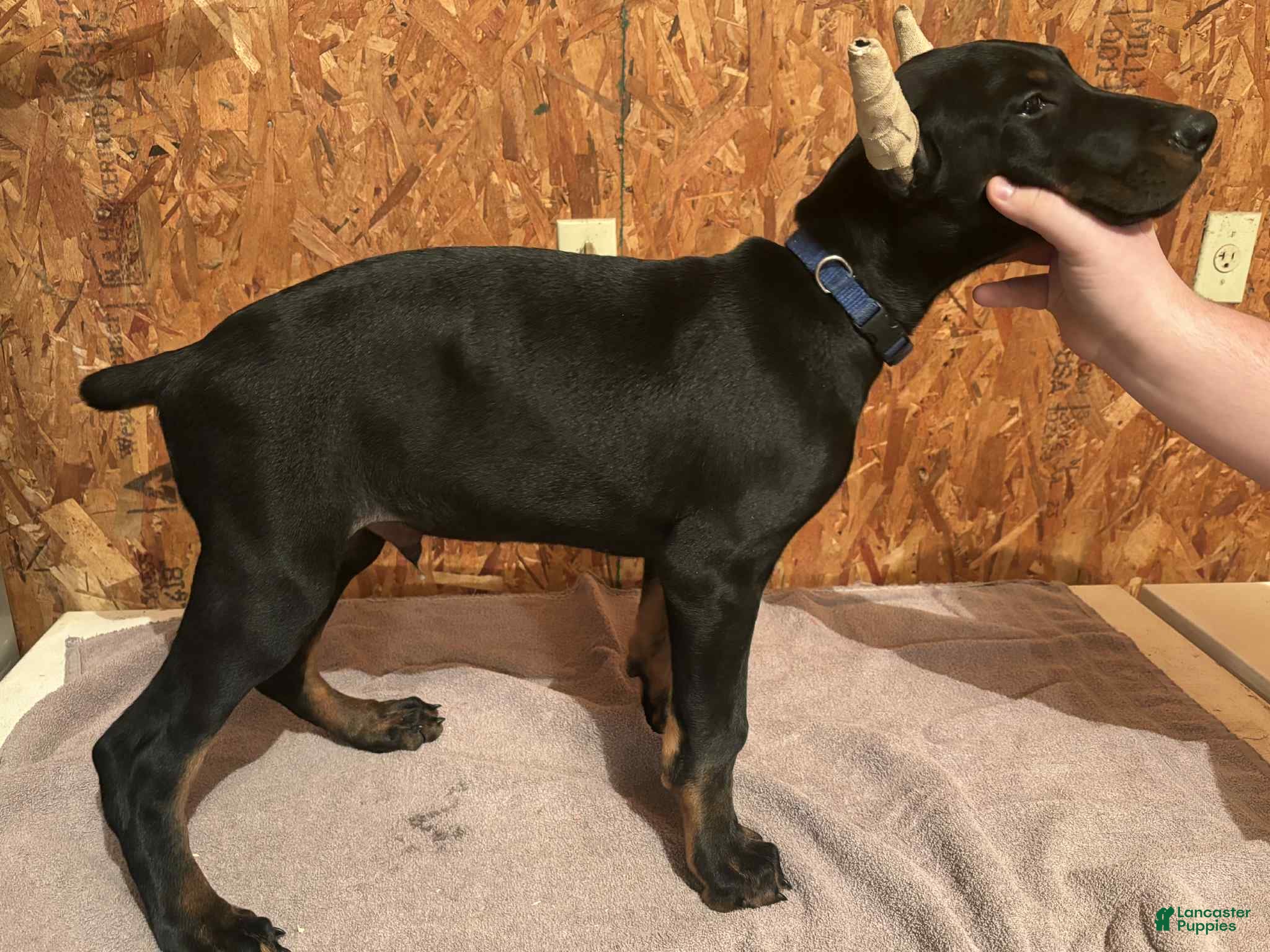 Doberman Pinscher dogs Black male blue collar - Ad 15