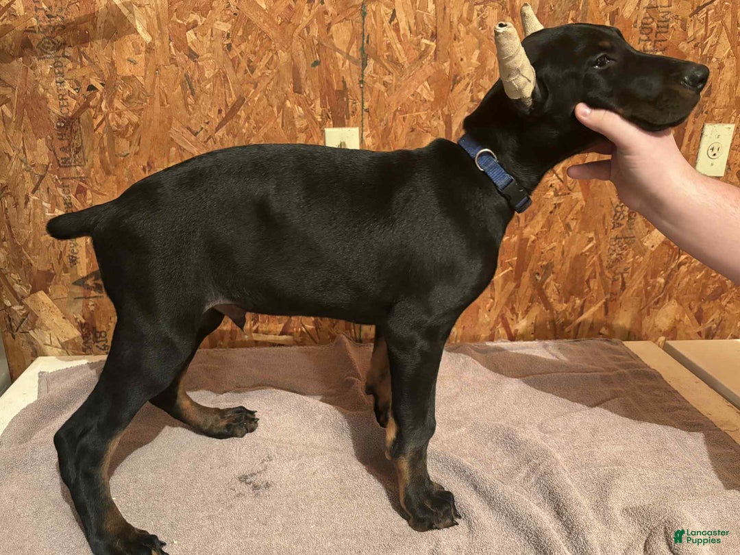 Doberman Pinscher dogs for sale: Black male blue collar - Ad 1