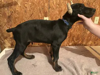 Doberman Pinscher dogs Black male blue collar - Ad 26