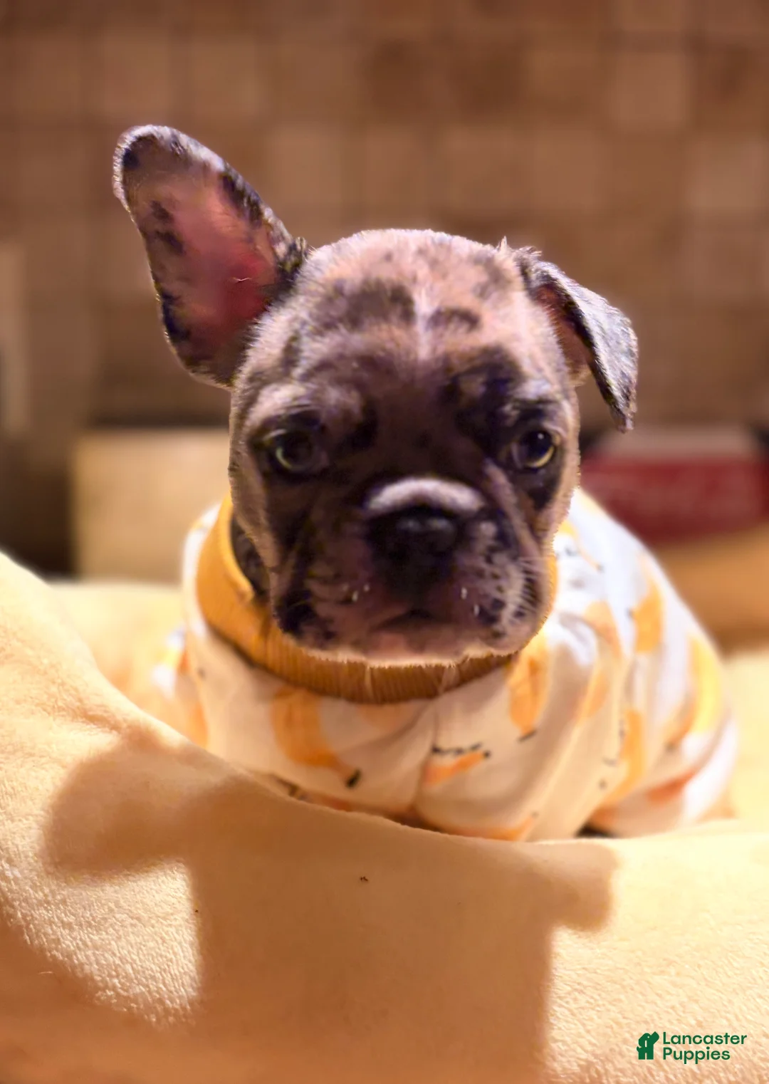 French Bulldog dogs for sale: French Bulldog 1 - Ad 2