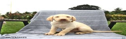Labrador Retriever dogs for sale: Prince - Ad 6