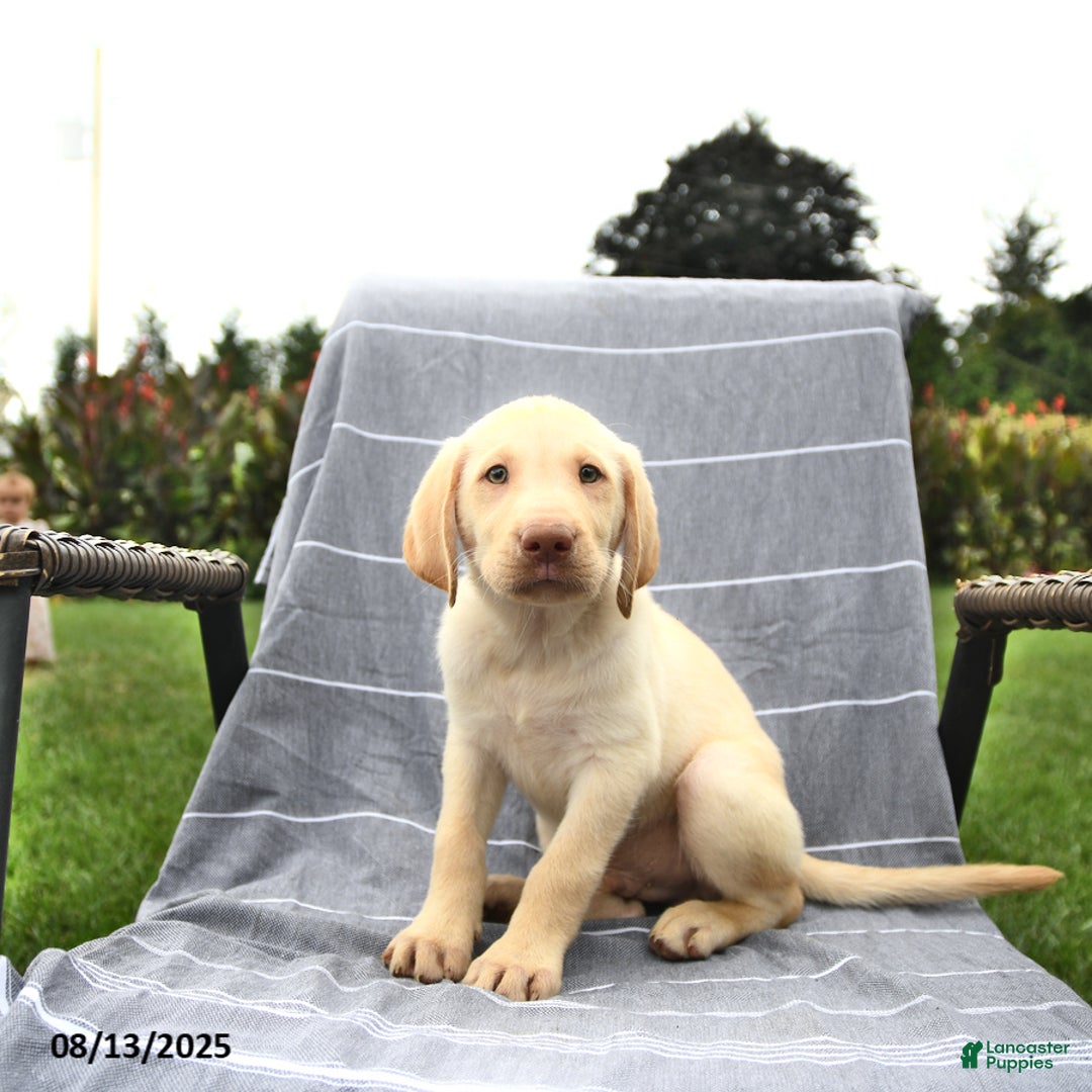 Labrador Retriever dogs for sale: Prince - Ad 6