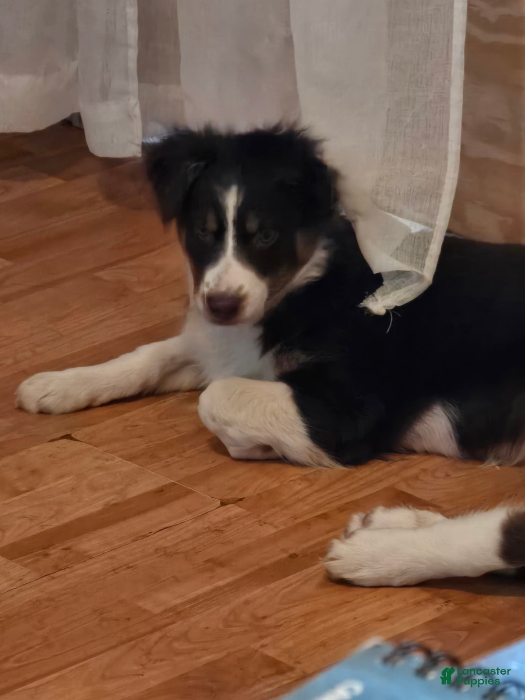 Australian Shepherd dogs for sale: Australian Shepherd Puppy 1 - Ad 3