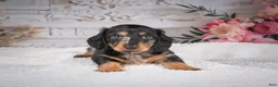Miniature Dachshund dogs for sale: AKC-Mason - Ad 5