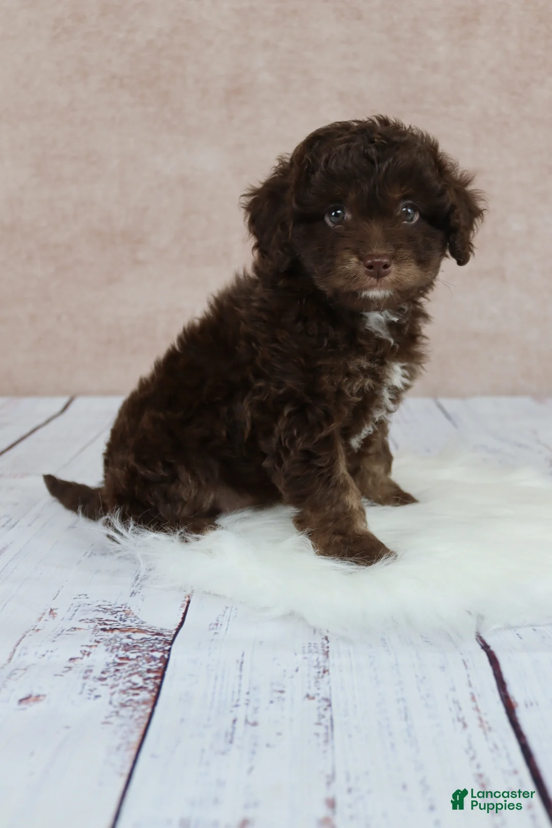 Cavapoo dogs for sale: F1B  Nutmeg - Ad 9