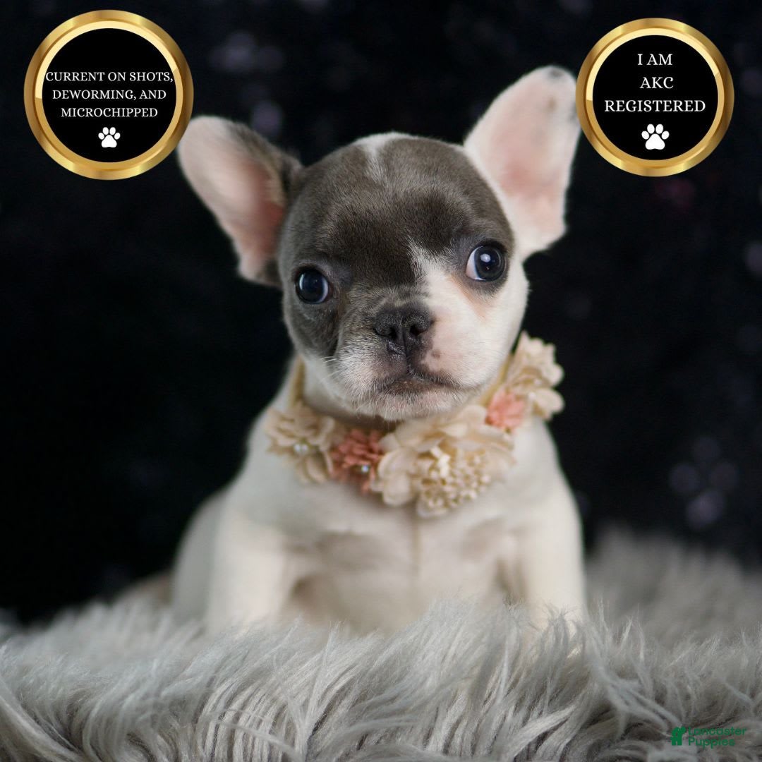 French Bulldog dogs Vivian - Ad 15
