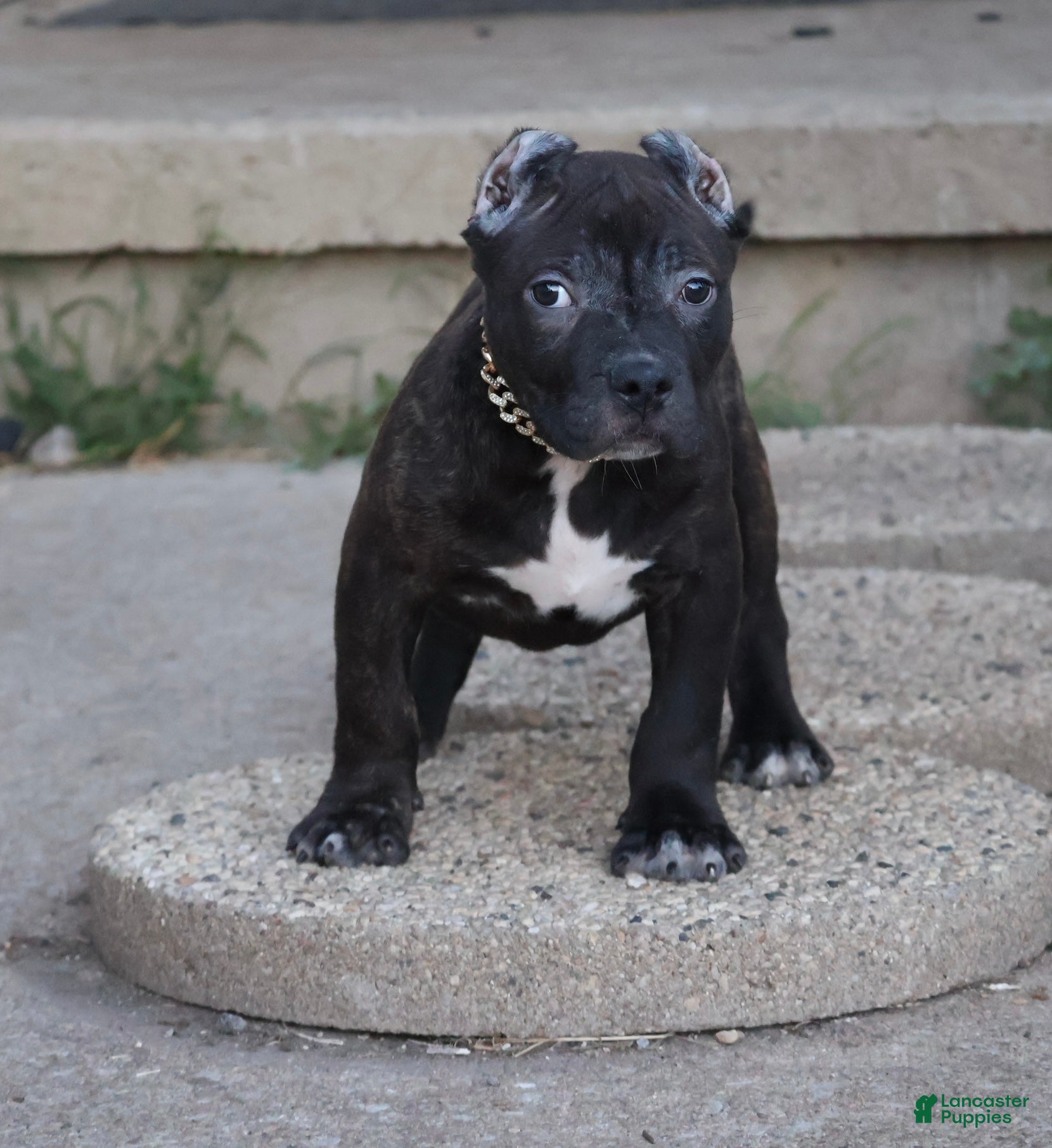 American Bully dogs Osiris - XL - ABKC - Ad 1