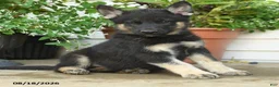 Gerberian Shepsky dogs for sale: Tango - Ad 5