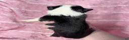 Chihuahua dogs for sale: EllieMay Long Coat  - Ad 7