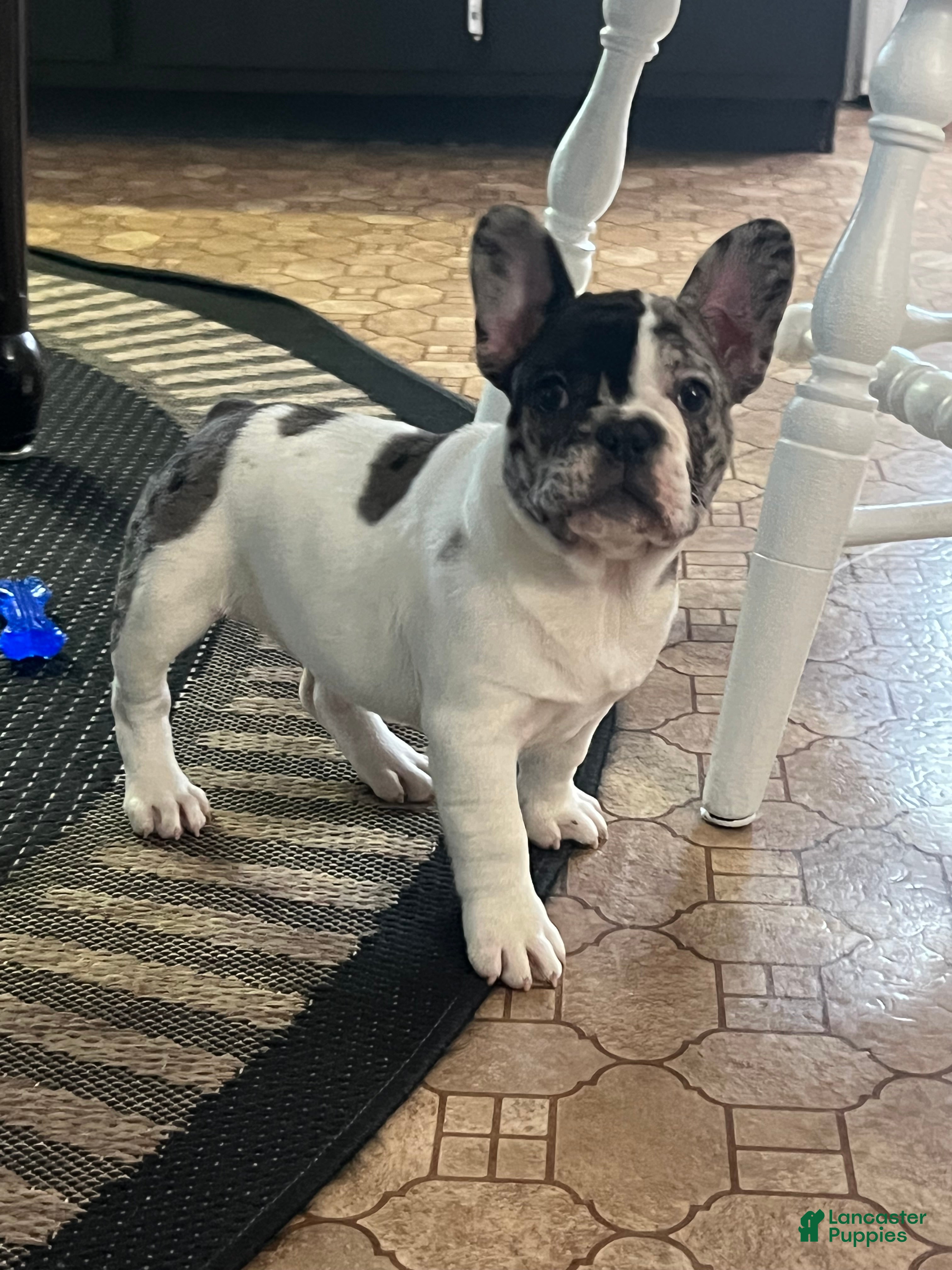French Bulldog dogs Piper - Ad 27