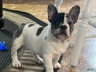 French Bulldog dogs Piper - Ad 27