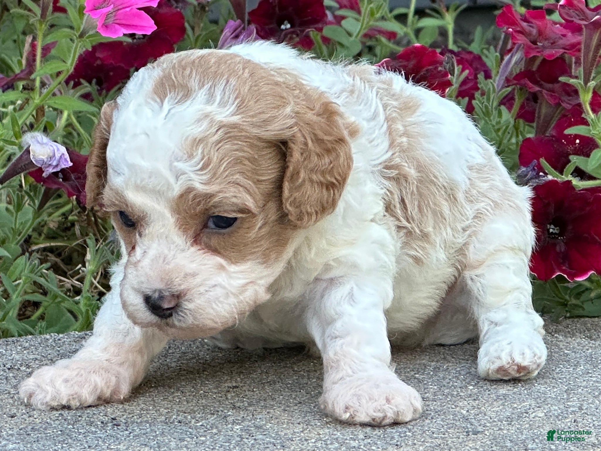 Miniature Poodle dogs Jasper - Ad 5