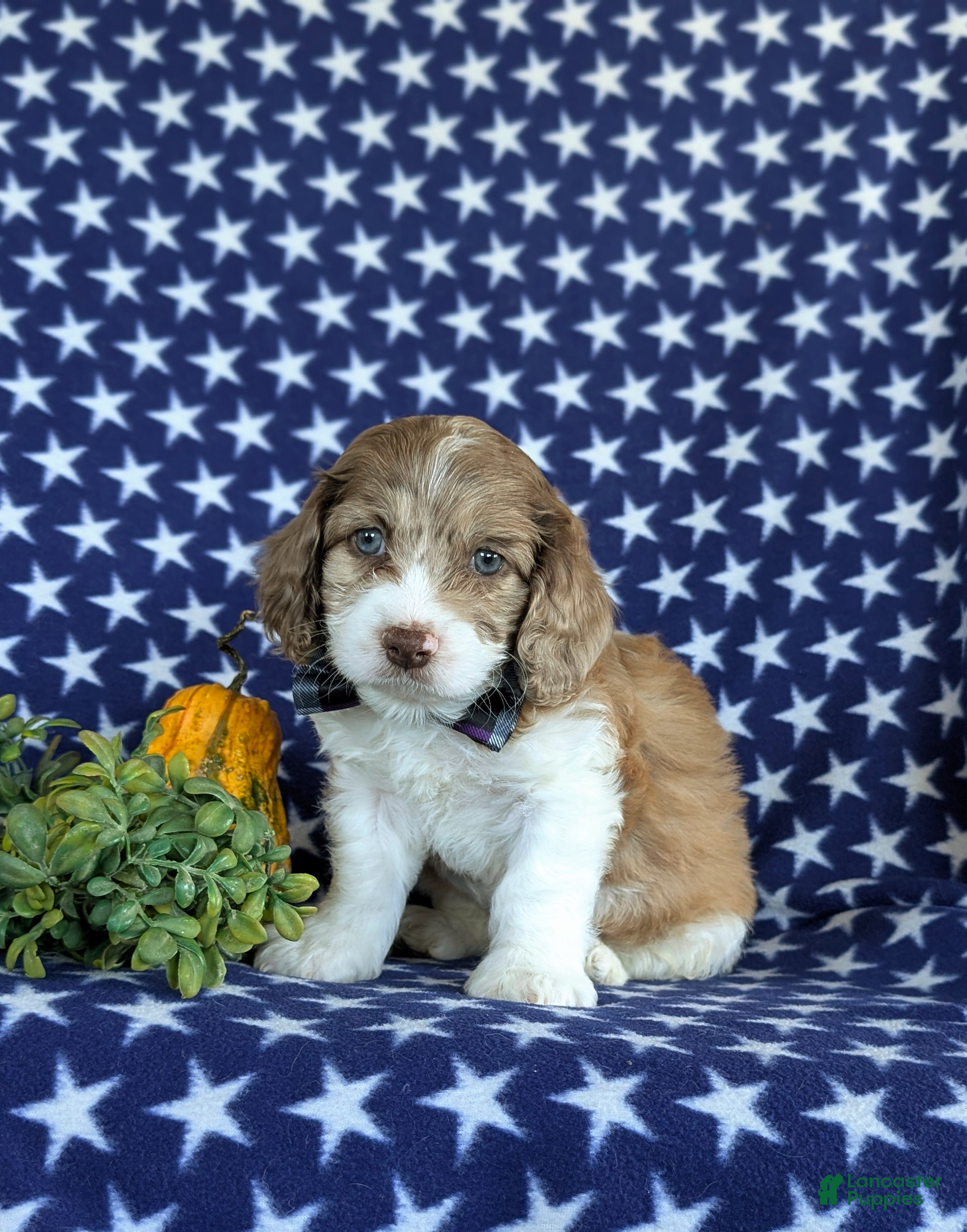 Cockapoo dogs for sale: Ferguson - Ad 1