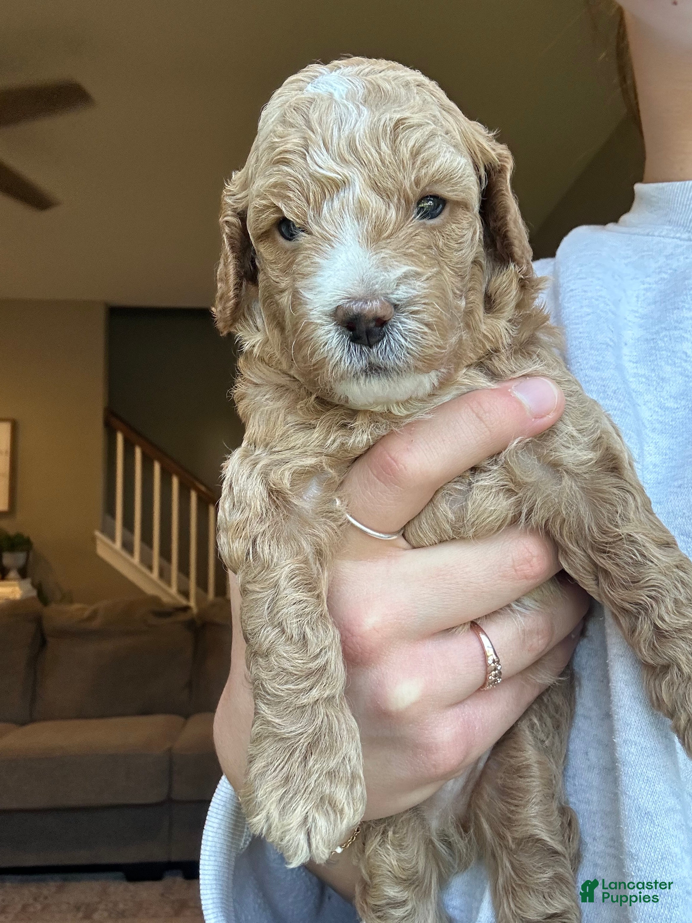 Mini Goldendoodle dogs for sale: Murphy - Ad 2