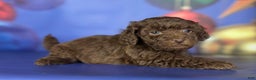 Toy Poodle dogs for sale: ACA DNA Truffle - Ad 4